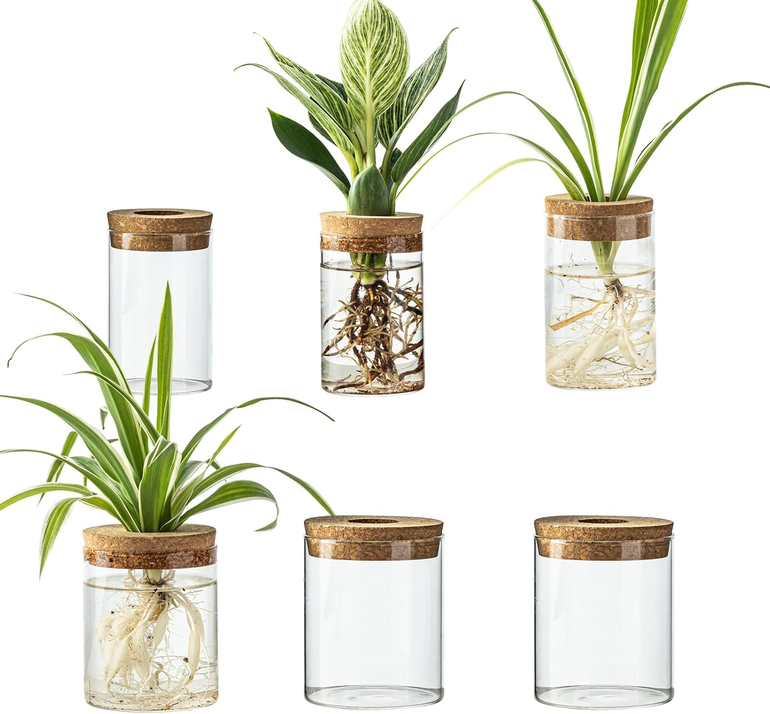 Glass Propagation Station — Rooting Vases with Wooden Stand